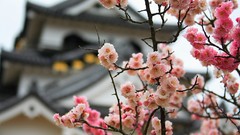 Flowers Japan spring bokeh cherry blossoms blurred background