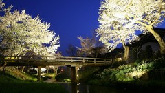 Flowers Japan spring Bridges streams cherry blossoms flowered 