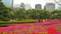 Flowers Japan spring buildings Japanese gardens