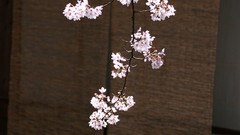 Flowers Japan spring cherry blossoms