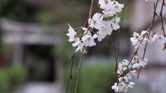 Flowers Japan spring cherry blossoms