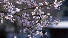 Flowers Japan spring cherry blossoms