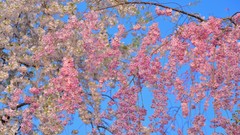 Flowers Japan spring cherry blossoms