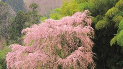 Flowers Japan spring cherry blossoms