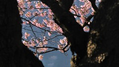 Flowers Japan spring cherry blossoms