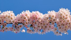 Flowers Japan spring cherry blossoms