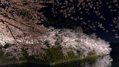 Flowers Japan spring cherry blossoms