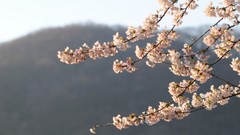 Flowers Japan spring cherry blossoms