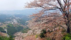 Flowers Japan spring cherry blossoms