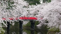 Flowers Japan spring cherry blossoms