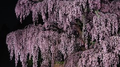 Flowers Japan spring cherry blossoms