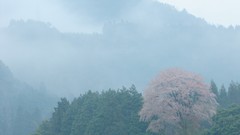 Flowers Japan spring cherry blossoms