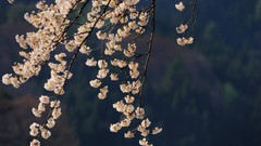Flowers Japan spring cherry blossoms