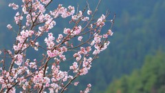Flowers Japan spring cherry blossoms