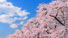 Flowers Japan spring cherry blossoms