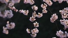 Flowers Japan spring cherry blossoms