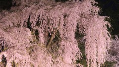 Flowers Japan spring cherry blossoms