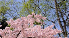 Flowers Japan spring cherry blossoms