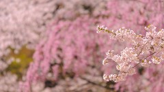 Flowers Japan spring cherry blossoms