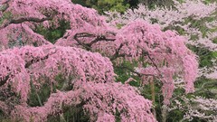Flowers Japan spring cherry blossoms