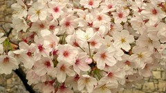 Flowers Japan spring cherry blossoms