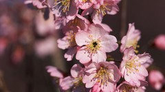 Flowers Japan spring cherry blossoms
