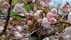 Flowers Japan spring cherry blossoms