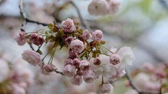 Flowers Japan spring cherry blossoms