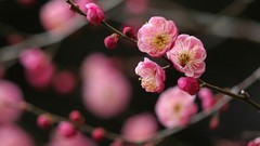 Flowers Japan spring cherry blossoms