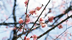 Flowers Japan spring cherry blossoms