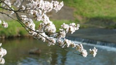 Flowers Japan spring cherry blossoms