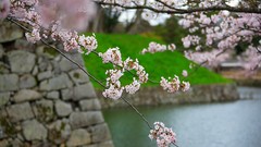 Flowers Japan spring cherry blossoms