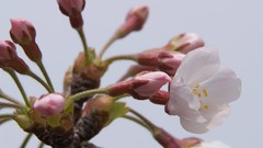 Flowers Japan spring cherry blossoms