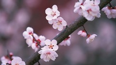Flowers Japan spring cherry blossoms