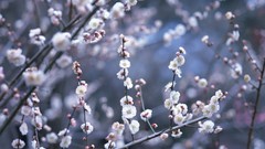 Flowers Japan spring cherry blossoms