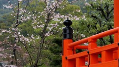Flowers Japan spring cherry blossoms asian architecture