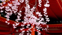 Flowers Japan spring cherry blossoms asian architecture