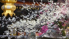 Flowers Japan spring cherry blossoms asian architecture 