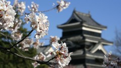 Flowers Japan spring cherry blossoms asian architecture blurred 