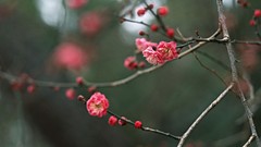 Flowers Japan spring cherry blossoms depth of field