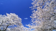 Flowers Japan spring cherry blossoms flowered trees