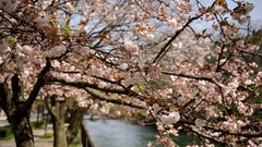 Flowers Japan spring cherry blossoms flowered trees