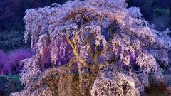 Flowers Japan spring cherry blossoms flowered trees