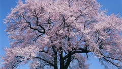 Flowers Japan spring cherry blossoms flowered trees