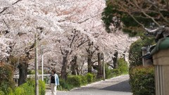 Flowers Japan spring cherry blossoms flowered trees