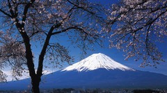 Flowers Japan spring cherry blossoms mount fuji flowered trees
