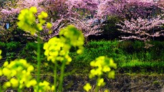 Flowers Japan spring cherry blossoms yellow flowers flowered 