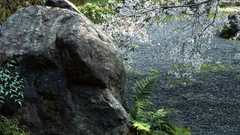 Flowers Japan spring Ferns rocks cherry blossoms