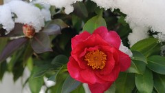 Flowers Japan spring frost