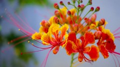 Flowers Japan spring orange flowers